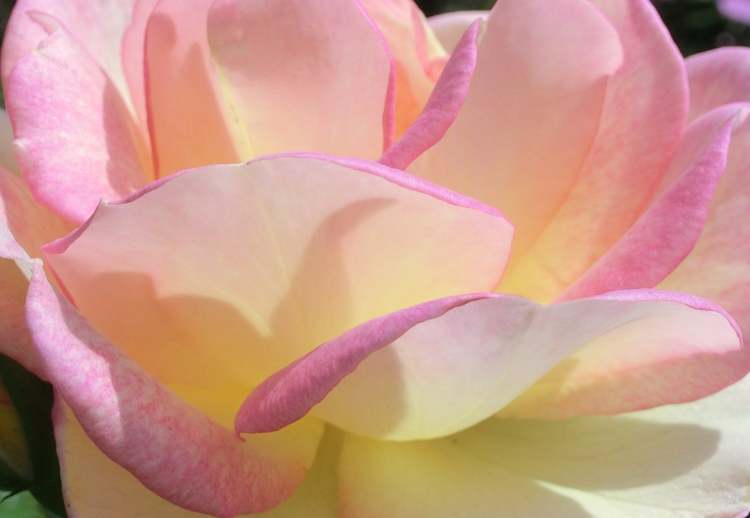 strahlende rosa Rose (Bitte hier klicken um dieses Bild in seiner vollen Größe zu betrachten)