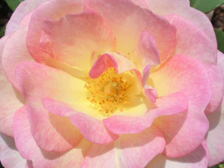leuchtende rosa Rose (Bitte hier klicken um dieses Bild in seiner vollen Größe zu betrachten)