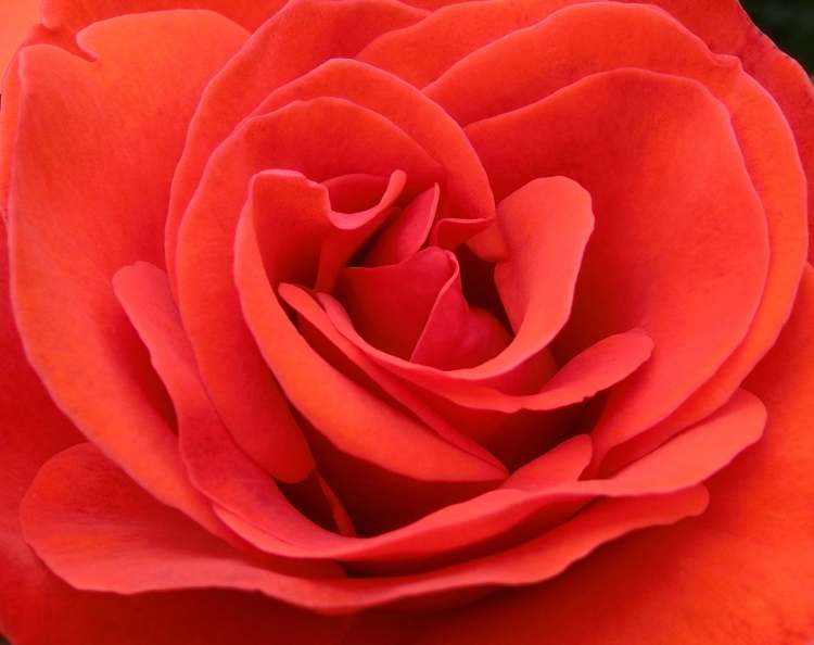 Rote Rosenblüte (Bitte hier klicken um dieses Bild in seiner vollen Größe zu betrachten)