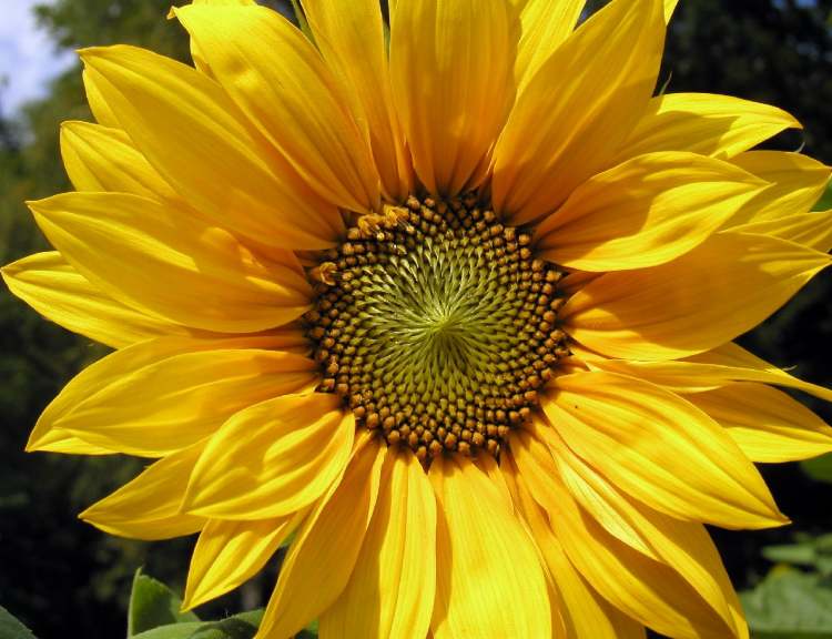 Sonnenblumenblüte mit der heiligen Geometrie im Zentrum (Bitte hier klicken um dieses Bild in seiner vollen Größe zu betrachten)