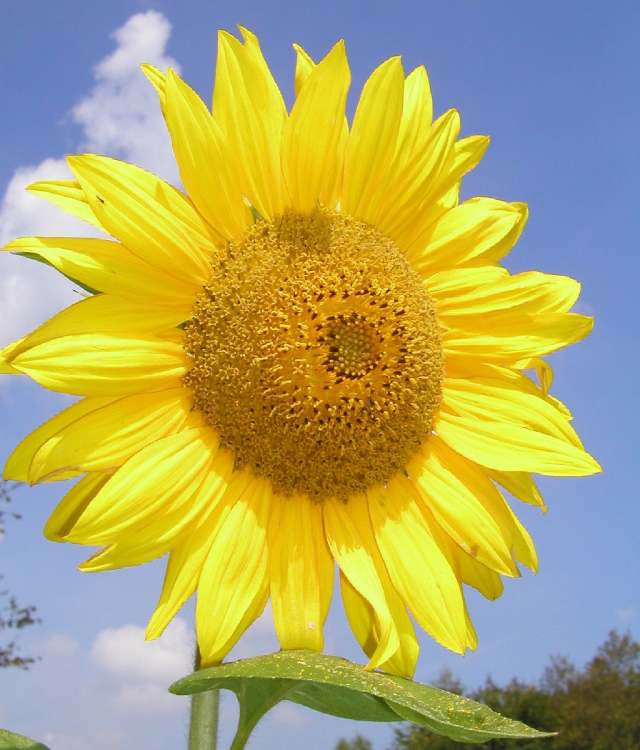 Sonnenblume wendet sich dem Sonnenlicht zu (Bitte hier klicken um dieses Bild in seiner vollen Größe zu betrachten)