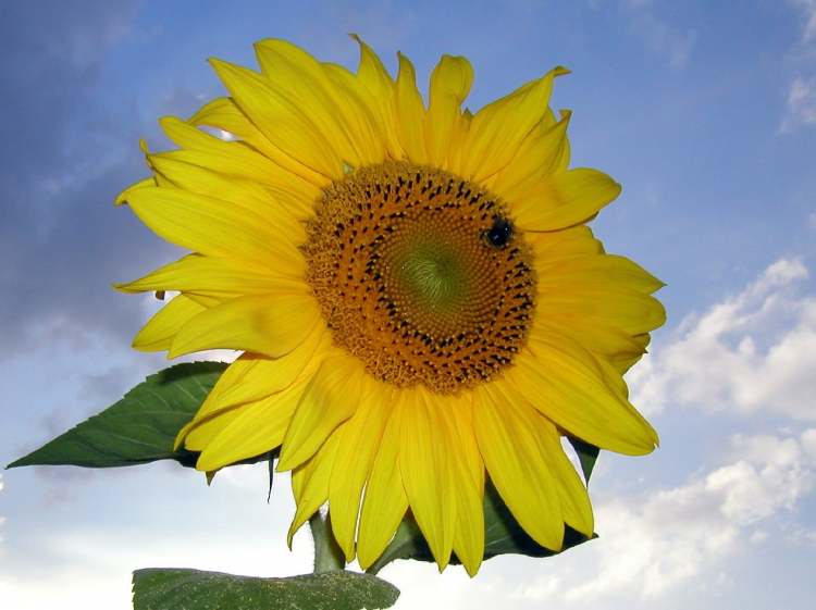 Sonnenblume im Wind (Bitte hier klicken um dieses Bild in seiner vollen Größe zu betrachten)