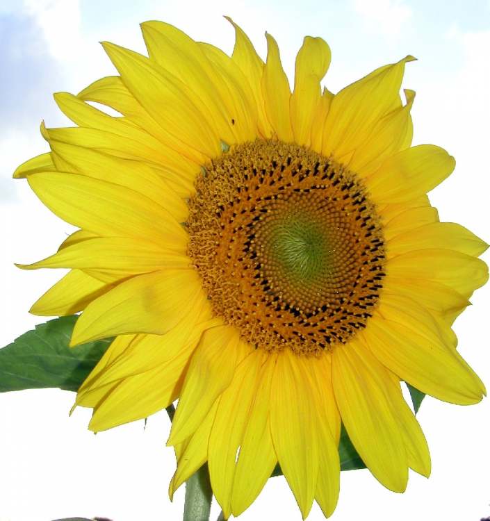 Sonnenblume Blüte (Bitte hier klicken um dieses Bild in seiner vollen Größe zu betrachten)