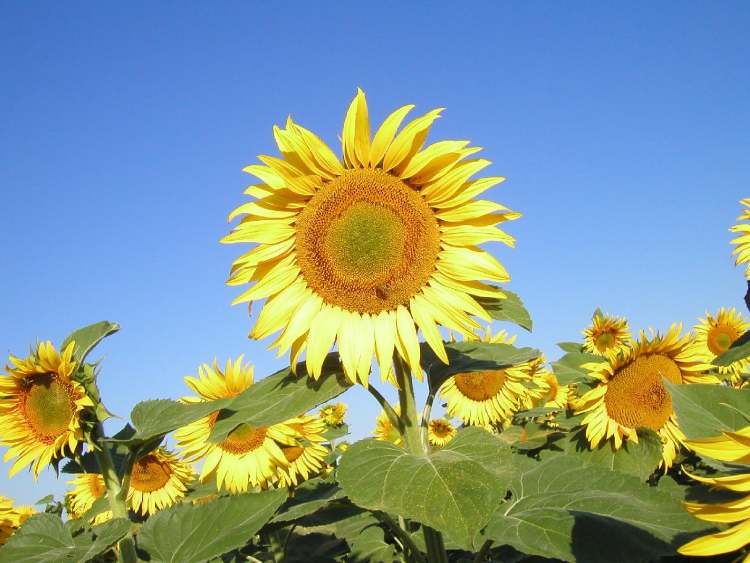 Sonnenblumen Blüten (Bitte hier klicken um dieses Bild in seiner vollen Größe zu betrachten)