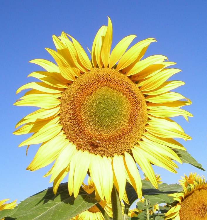 Sonnenblume bei strahlendem Himmel (Bitte hier klicken um dieses Bild in seiner vollen Größe zu betrachten)