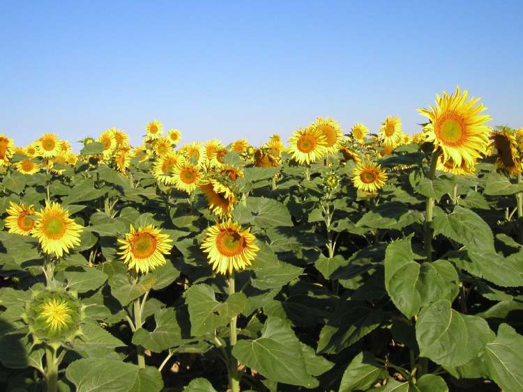Sonnenblumenfeld (Bitte hier klicken um dieses Bild in seiner vollen Größe zu betrachten)