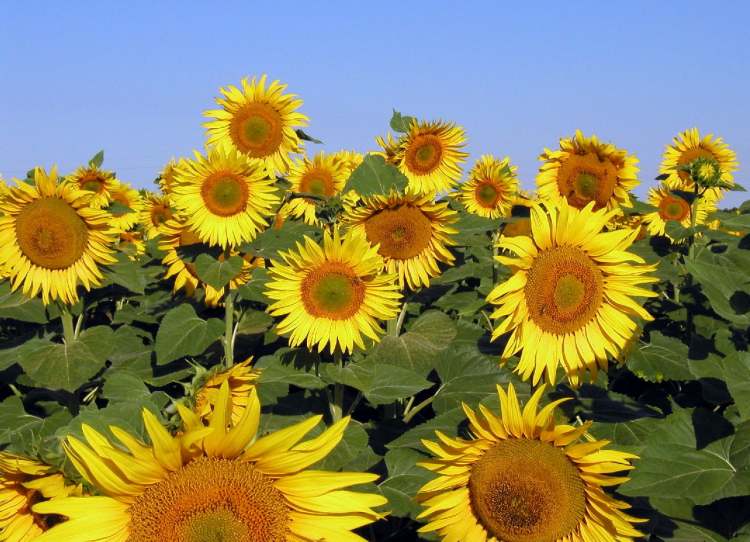 Sonnenblumen (Bitte hier klicken um dieses Bild in seiner vollen Größe zu betrachten)