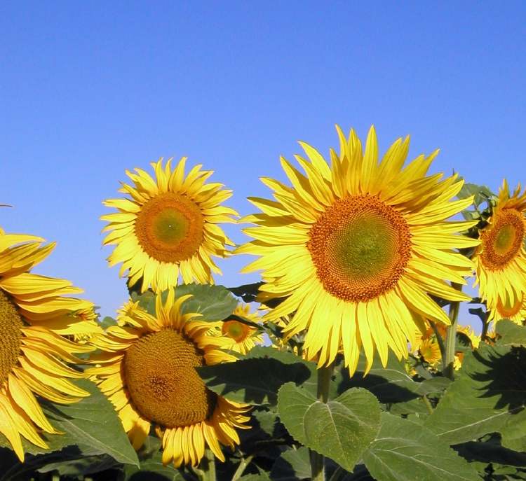 Sonnenblumenblüten (Bitte hier klicken um dieses Bild in seiner vollen Größe zu betrachten)