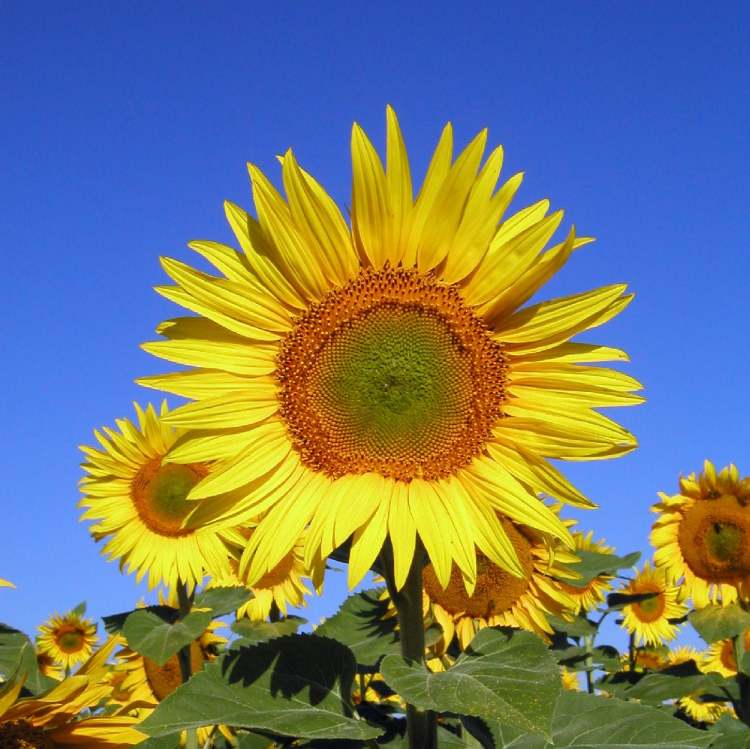 Sonnenblume vor blauem Himmel (Bitte hier klicken um dieses Bild in seiner vollen Größe zu betrachten)