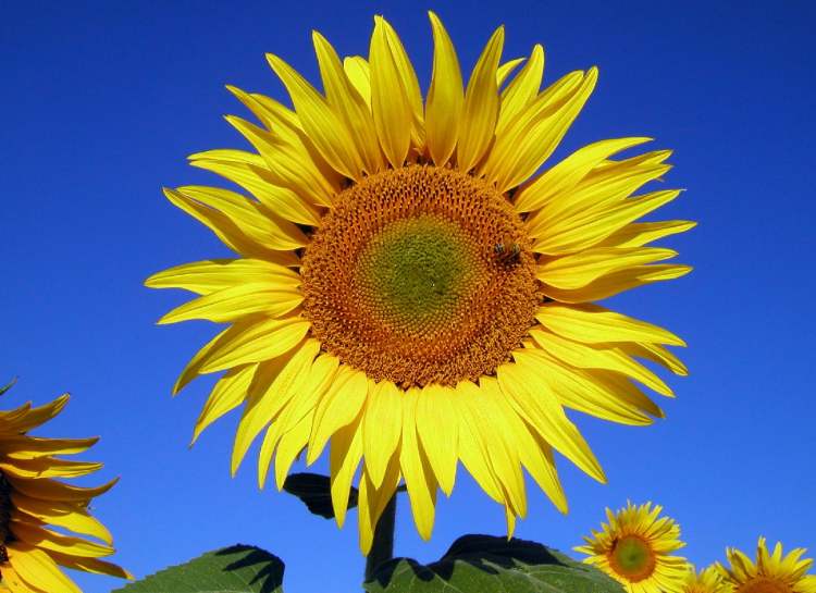 Sonnenblume an einem sonnigen Tag (Bitte hier klicken um dieses Bild in seiner vollen Größe zu betrachten)