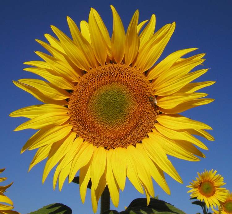 Sonnenblume strahlt (Bitte hier klicken um dieses Bild in seiner vollen Größe zu betrachten)