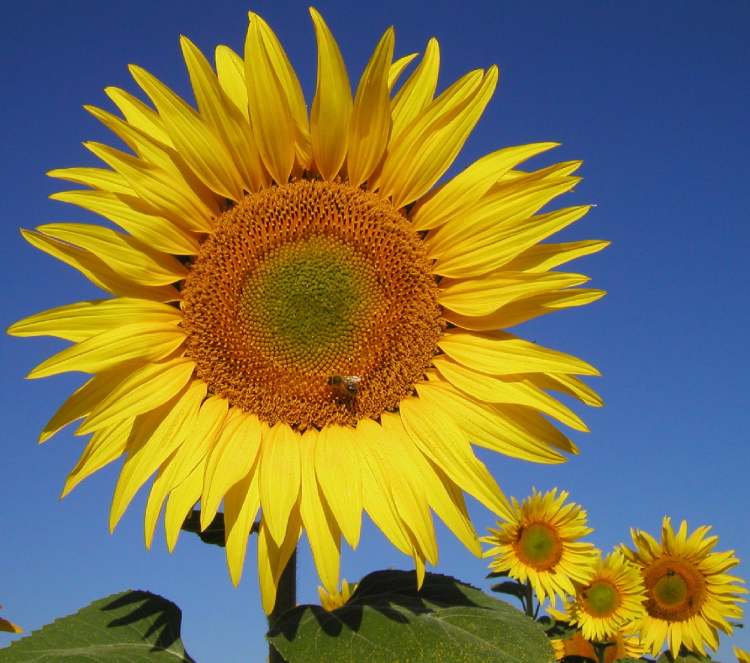 Sonnenblume mit Biene (Bitte hier klicken um dieses Bild in seiner vollen Größe zu betrachten)