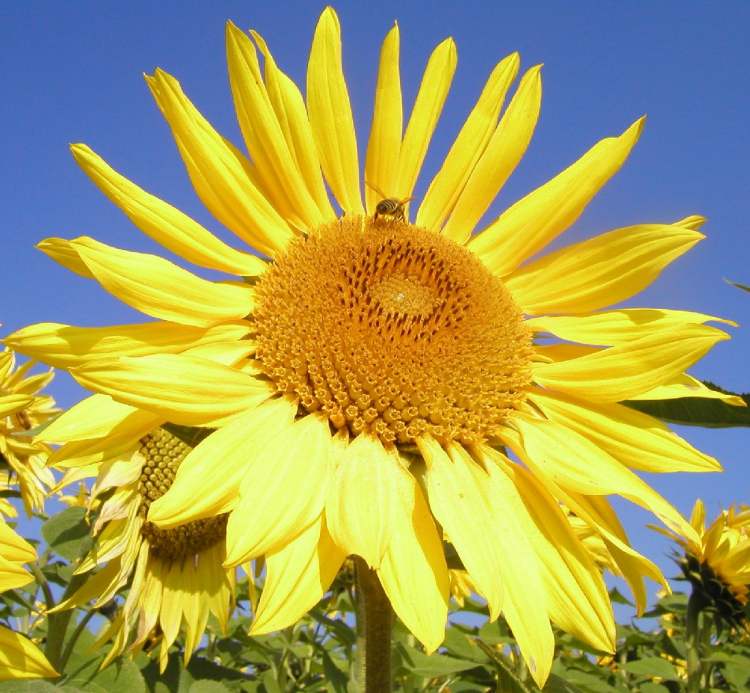 die Biene auf Sonnenblume (Bitte hier klicken um dieses Bild in seiner vollen Größe zu betrachten)