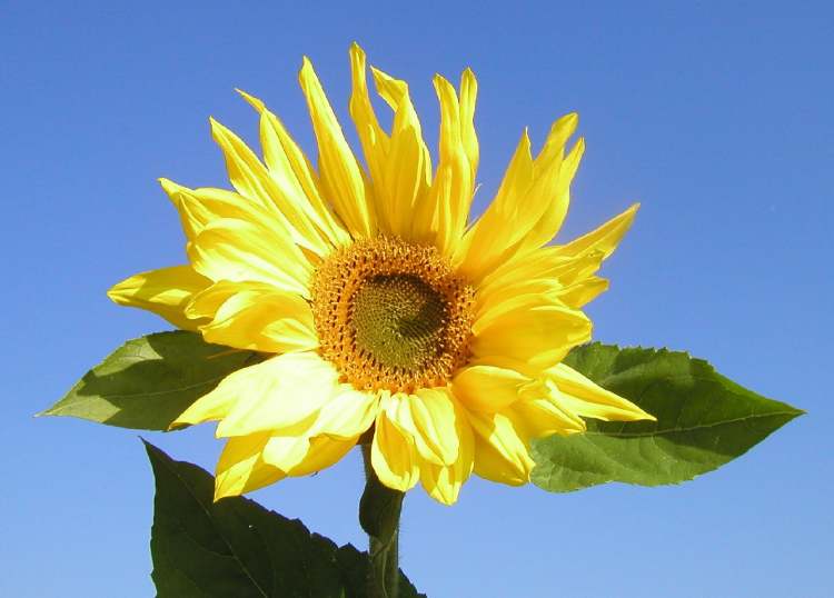 Sonnenblume im Sommerwind (Bitte hier klicken um dieses Bild in seiner vollen Größe zu betrachten)