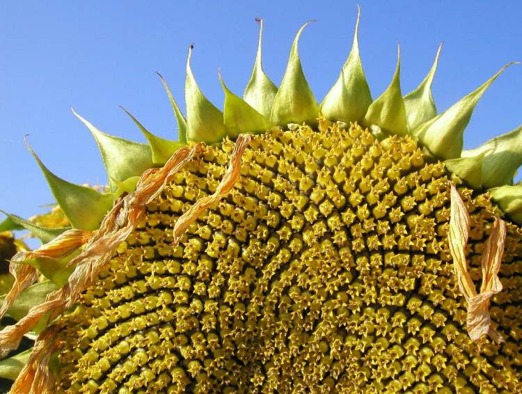Sonnenblumenkerne (Bitte hier klicken um dieses Bild in seiner vollen Größe zu betrachten)