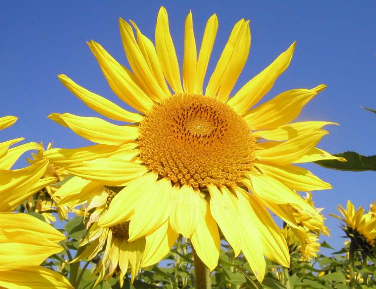 Sonnenblume auf einem Sonnenblumenfeld (Bitte hier klicken um dieses Bild in seiner vollen Größe zu betrachten)