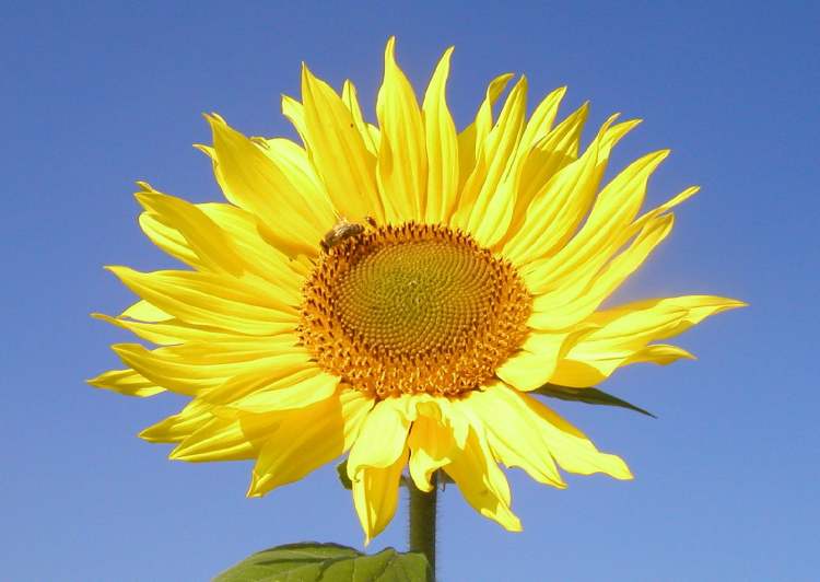 Sonnenblume mit Biene aus Hohenlohe (Bitte hier klicken um dieses Bild in seiner vollen Größe zu betrachten)