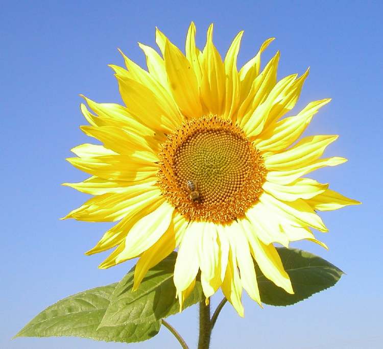 Biene auf Sonnenblume (Bitte hier klicken um dieses Bild in seiner vollen Größe zu betrachten)