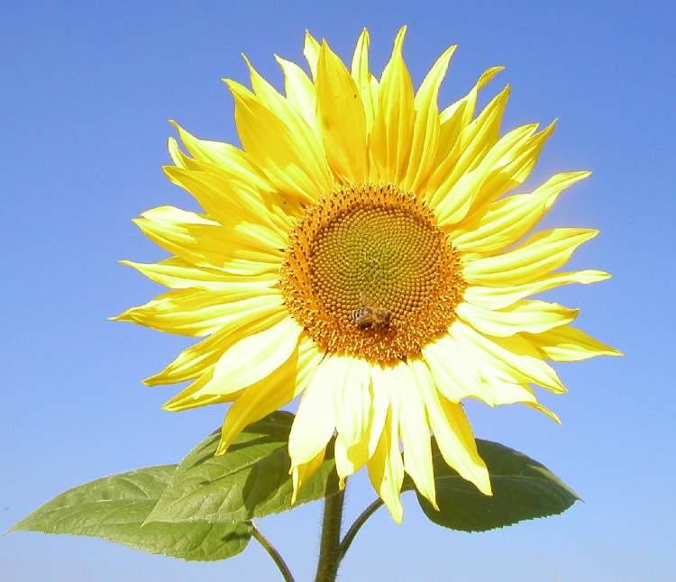 Sonnenblumen mit fleißiger Biene (Bitte hier klicken um dieses Bild in seiner vollen Größe zu betrachten)