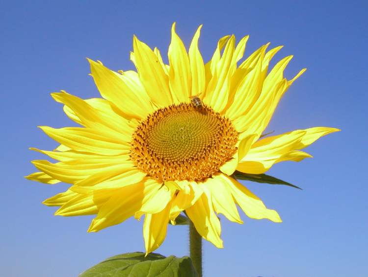 Sonnenblume mit fleißiger Biene (Bitte hier klicken um dieses Bild in seiner vollen Größe zu betrachten)