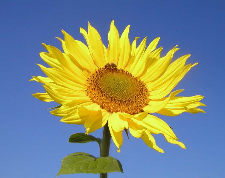 Sonnenblumenblütenblätter mit Biene (Bitte hier klicken um dieses Bild in seiner vollen Größe zu betrachten)