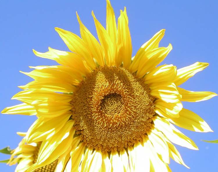 herrliche Sonnenblumen Blüte (Bitte hier klicken um dieses Bild in seiner vollen Größe zu betrachten)