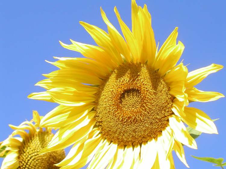 Sonnenblume aus Hohenlohe (Bitte hier klicken um dieses Bild in seiner vollen Größe zu betrachten)
