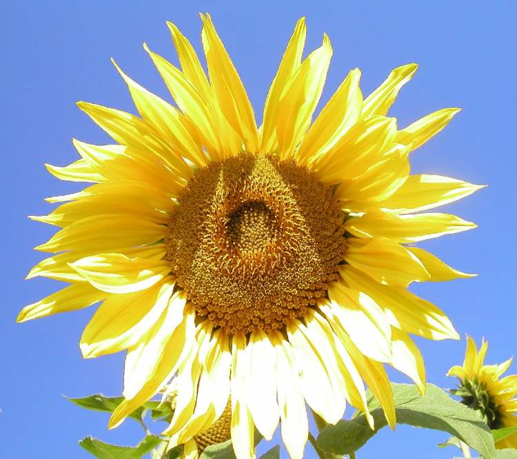 Sonnenblumenblüte im Sonnenlicht (Bitte hier klicken um dieses Bild in seiner vollen Größe zu betrachten)
