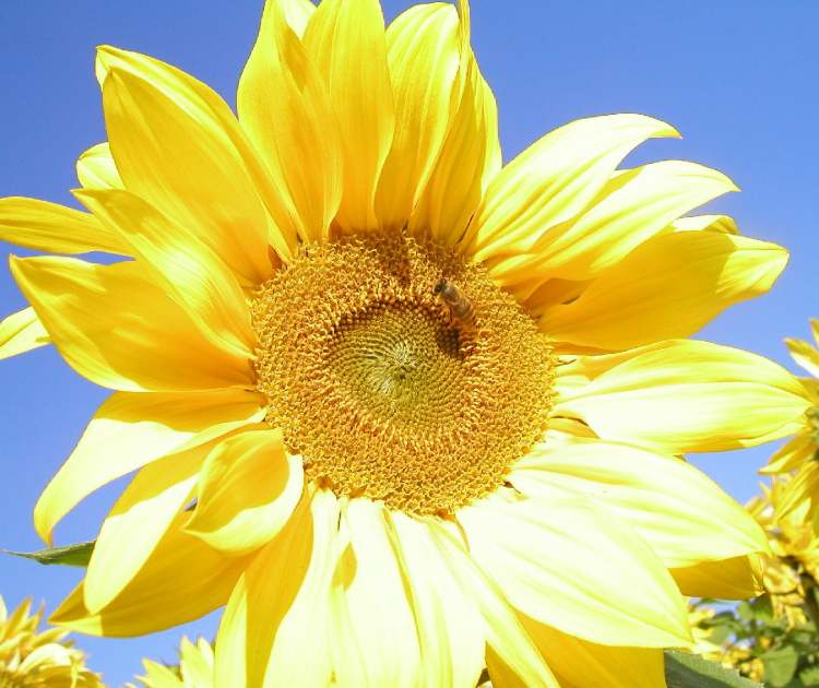 Sonnenblumenblüte aus Hohenlohe (Bitte hier klicken um dieses Bild in seiner vollen Größe zu betrachten)