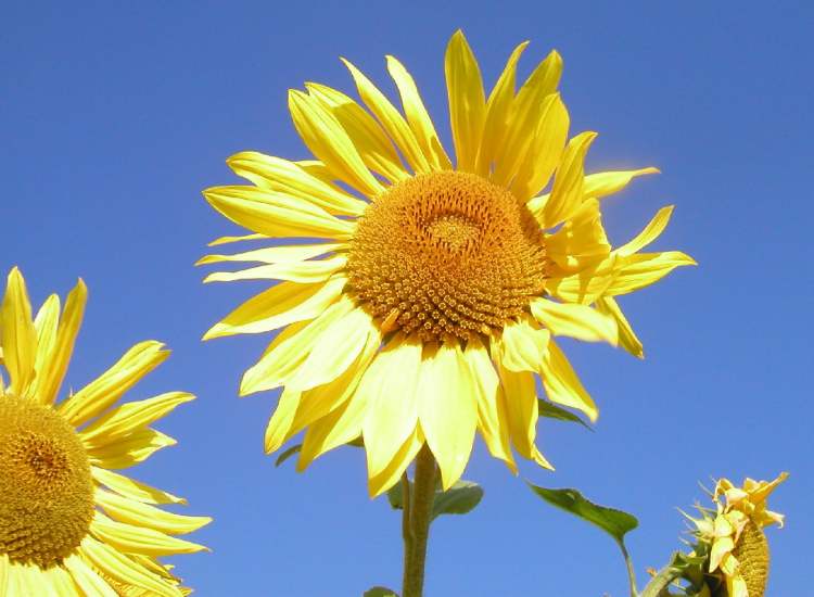 Sonnenblume etwas zerzaust (Bitte hier klicken um dieses Bild in seiner vollen Größe zu betrachten)