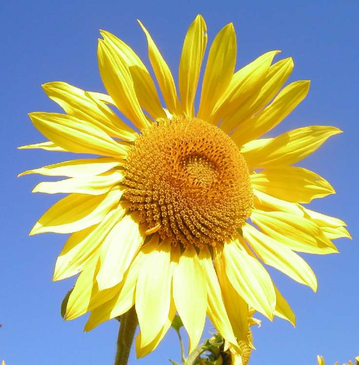 hier sieht man schon die heilige Gemetrie der Sonnenblumensamen (Bitte hier klicken um dieses Bild in seiner vollen Größe zu betrachten)