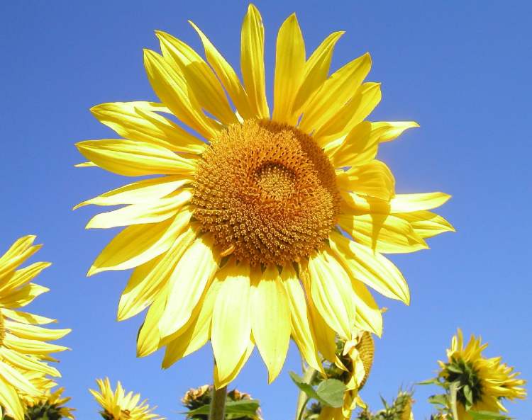 Sonnenblumen blühen (Bitte hier klicken um dieses Bild in seiner vollen Größe zu betrachten)