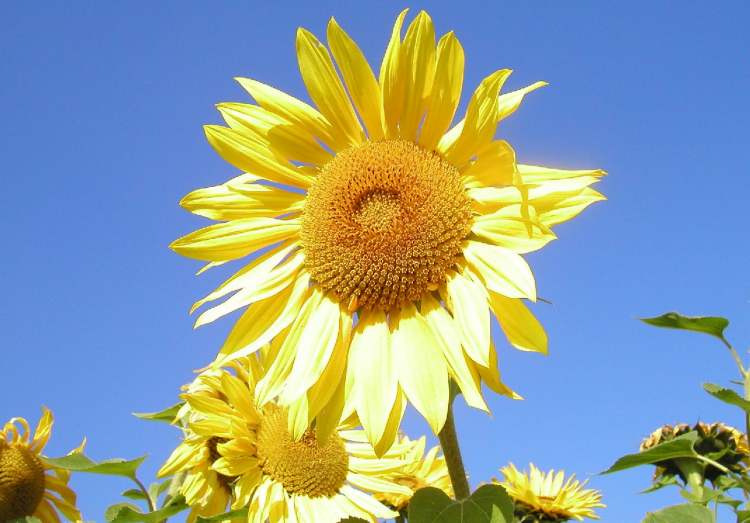 Sonnenblumen im Wind (Bitte hier klicken um dieses Bild in seiner vollen Größe zu betrachten)