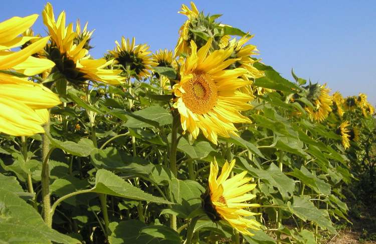 Sonnenblume auf einem Sonnenblumenfeld in Hohenlohe (Bitte hier klicken um dieses Bild in seiner vollen Größe zu betrachten)
