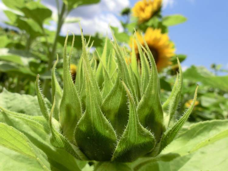 Sonnenblumenknospe am aufgehen (Bitte hier klicken um dieses Bild in seiner vollen Größe zu betrachten)