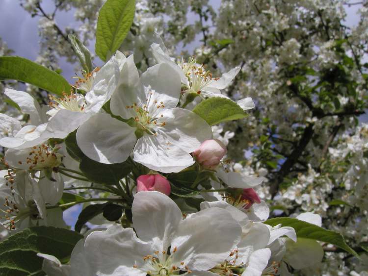 Crap Apple Zierapfel Blüten (Bitte hier klicken um dieses Bild in seiner vollen Größe zu betrachten)