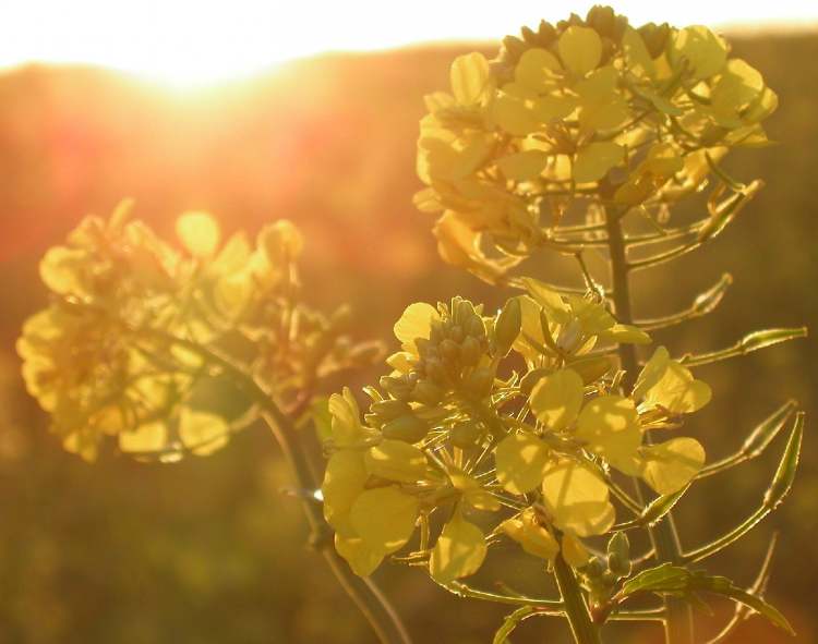 Senfblüte im Abendlicht (Bitte hier klicken um dieses Bild in seiner vollen Größe zu betrachten)