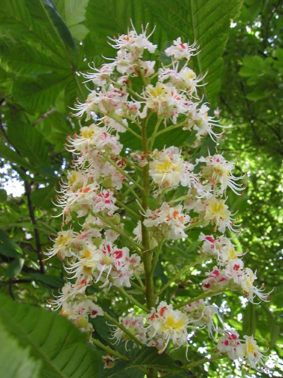 Eine weiße Kastanienblüte (Bitte hier klicken um dieses Bild in seiner vollen Größe zu betrachten)