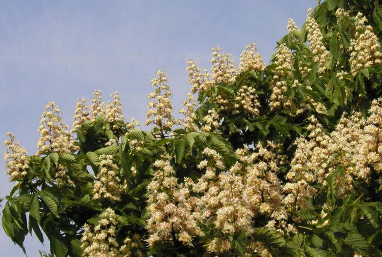 White Chestnut (weiße Kastanie) (Bitte hier klicken um dieses Bild in seiner vollen Größe zu betrachten)