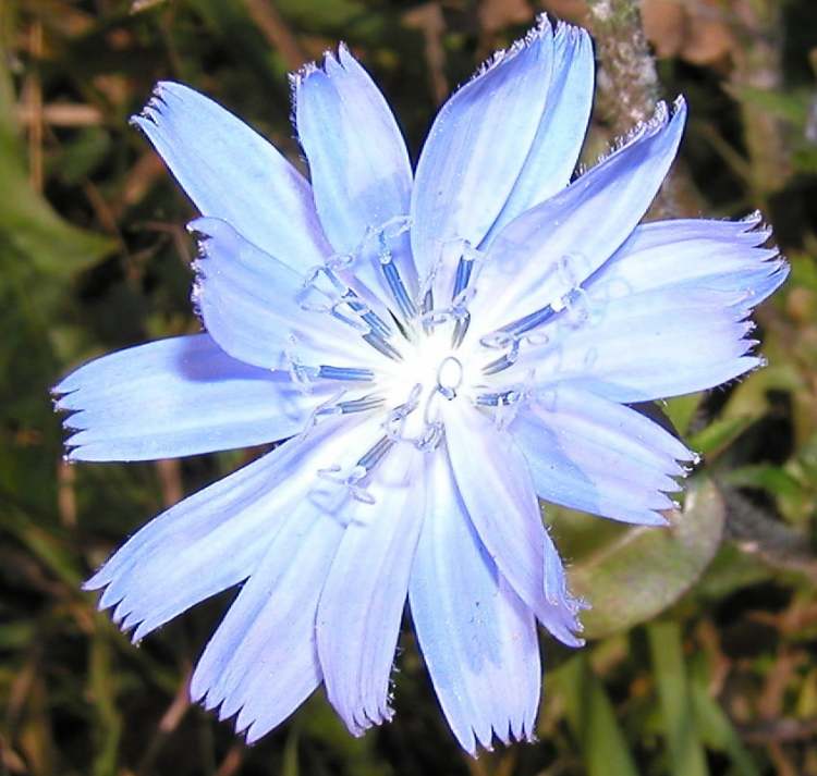 Chicoryblüte (Bitte hier klicken um dieses Bild in seiner vollen Größe zu betrachten)