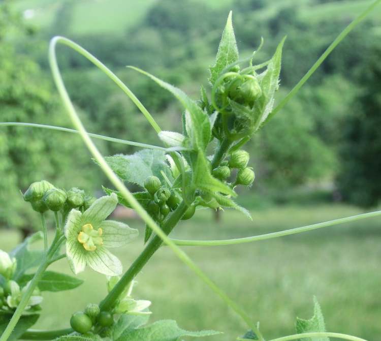 wundervolle grüne Clematis (Bitte hier klicken um dieses Bild in seiner vollen Größe zu betrachten)