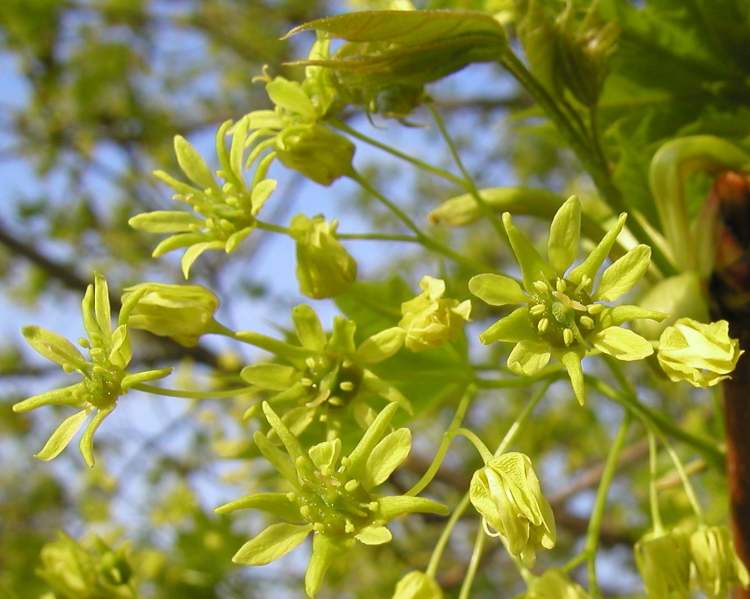 Ahornblüte (Bitte hier klicken um dieses Bild in seiner vollen Größe zu betrachten)