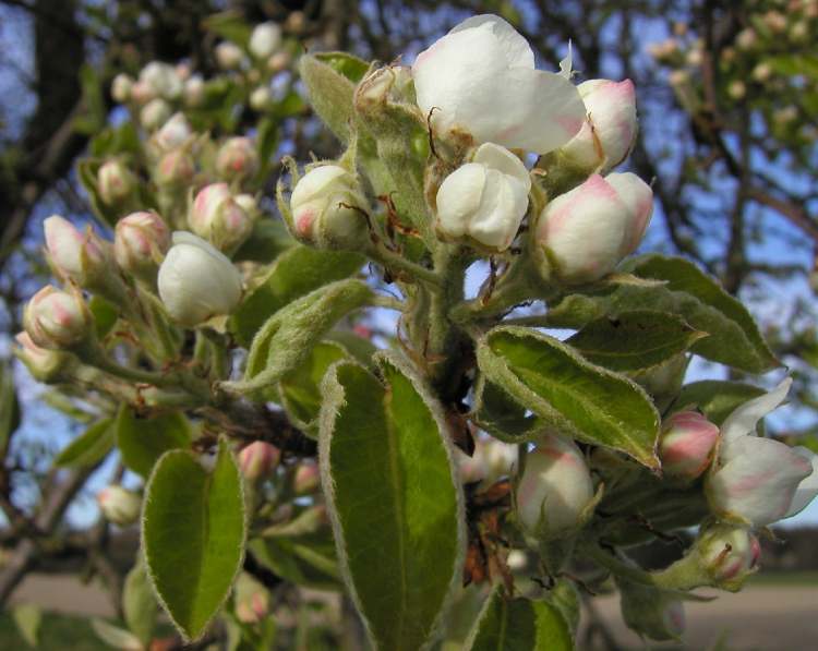 Apfelknospe im Frühling (Bitte hier klicken um dieses Bild in seiner vollen Größe zu betrachten)