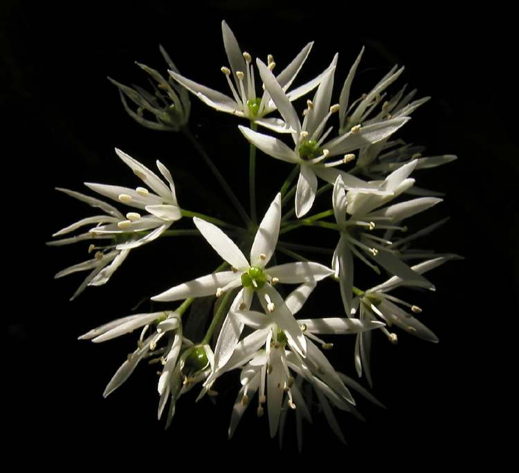 Bärlauch Blüte im dunklen Unterholz (Bitte hier klicken um dieses Bild in seiner vollen Größe zu betrachten)