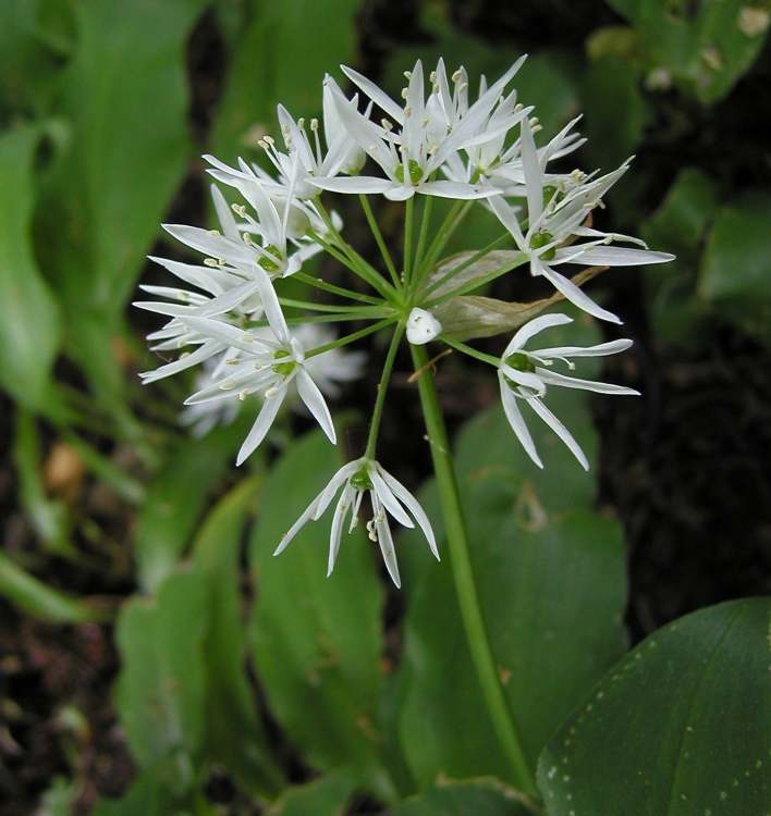 Bärlauch Waldknoblauch Zigeunerlachkraut (Bitte hier klicken um dieses Bild in seiner vollen Größe zu betrachten)