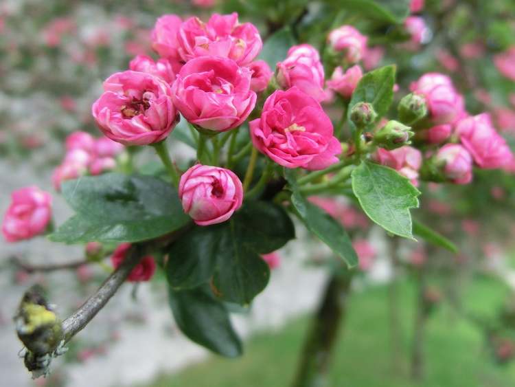 Baumblüten (Bitte hier klicken um dieses Bild in seiner vollen Größe zu betrachten)