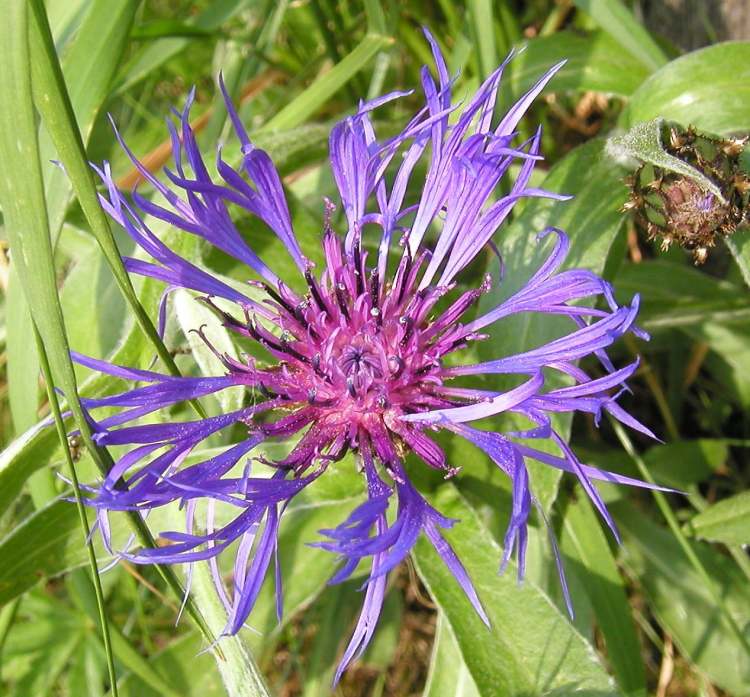 Bergflockenblume (Centaurea montana) (Bitte hier klicken um dieses Bild in seiner vollen Größe zu betrachten)