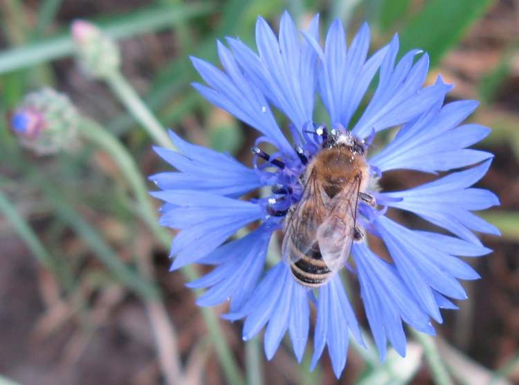 Eine Wegwartenblüte mit Biene (Bitte hier klicken um dieses Bild in seiner vollen Größe zu betrachten)