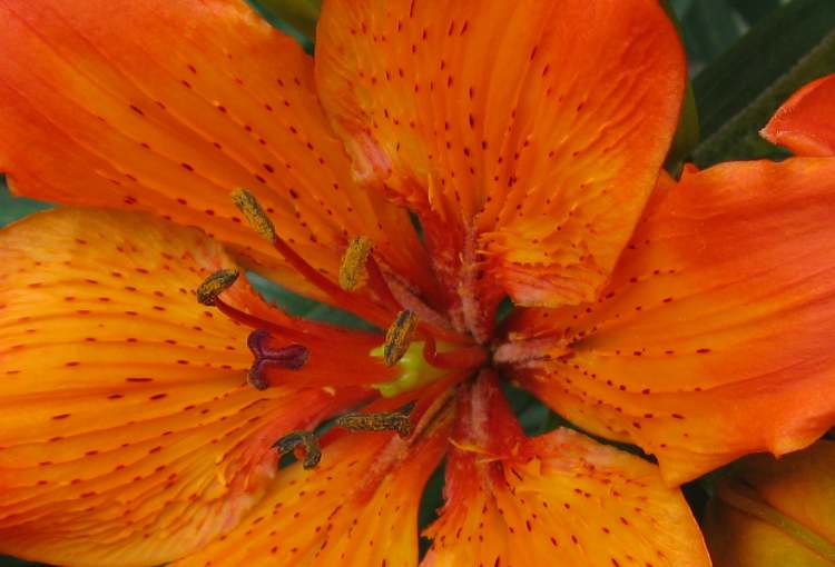 wundervolle orange Blüte (Bitte hier klicken um dieses Bild in seiner vollen Größe zu betrachten)