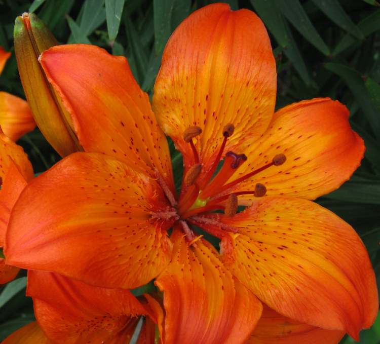 rötlich-orange Blüte (Bitte hier klicken um dieses Bild in seiner vollen Größe zu betrachten)